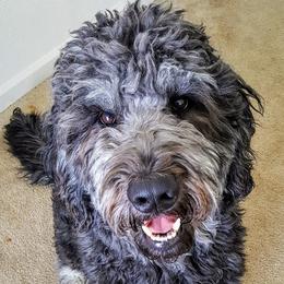 Jake - Goldendoodle