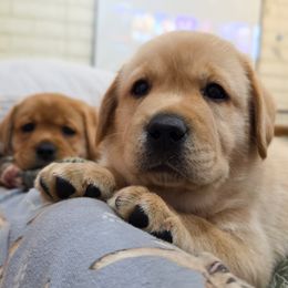 Labrador Retriever Puppies from Eternity Labradors