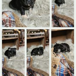 Boy 3 - French Bulldog puppy in Syracuse, New York from Shady River Frenchies