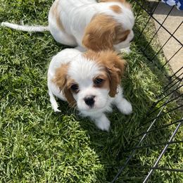 Cavalier King Charles Spaniel Puppies from Rolling Meadows Cavaliers