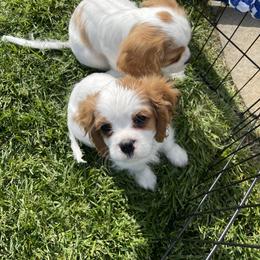 Cavalier King Charles Spaniel Puppies from Rolling Meadows Cavaliers