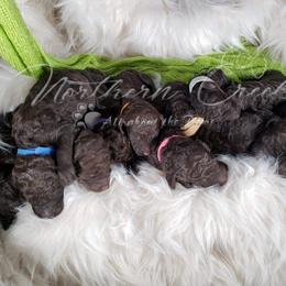 Poodle Puppies from Northern Creek