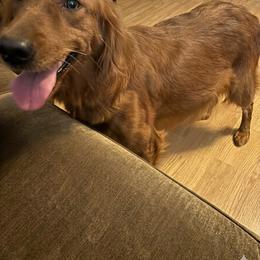 Phoenix - Golden Retriever