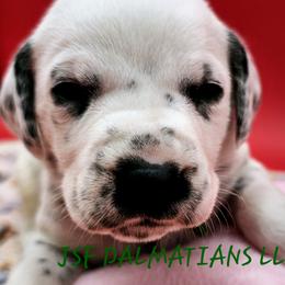 Olaf Green Male - Dalmatian puppy in Conrath, Wisconsin from JSF Dalmatians LLC