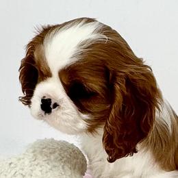 AKC Blenheim Female - Blenheim female Cavalier King Charles Spaniel puppy in Louisville, Kentucky from Ali-Mae Cavaliers