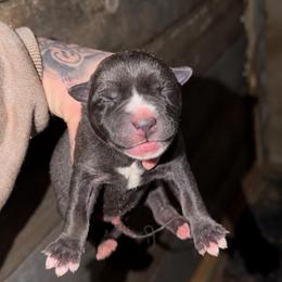 Girl 1 - Agouti and white female Siberian Husky puppy in Iron River, Wisconsin from Wiemeri Siberians