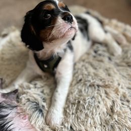Cavalier King Charles Spaniel Puppies from AustinCavalier