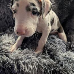 Delilah - Harlequin female Great Dane puppy in Brooksville, Florida from Follow My Lead Great Danes