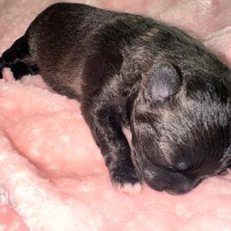 Little Maple - Wolf sable female Pomeranian puppy in Childersburg, Alabama from A Sample Of Gods Love Kennels
