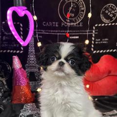 Harriet - Black tan and white female Japanese Chin puppy in Salem, Oregon from Chinnychinchinofsalem