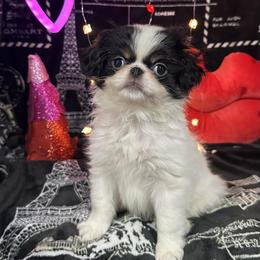 Harriet - Black tan and white female Japanese Chin puppy in Salem, Oregon from Chinnychinchinofsalem