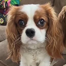 Ikis - Cavalier King Charles Spaniel