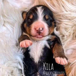 Kila - Bernese Mountain Dog puppy in Eureka, Montana from Back 40 Berners