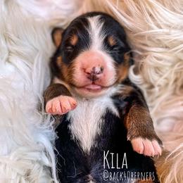Kila - Bernese Mountain Dog puppy in Eureka, Montana from Back 40 Berners