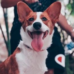 Pembroke Welsh Corgis from Corgi Lodge