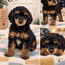 Comet - Phantom female Poodle puppy in Grass Valley, California from Sapphire Ridge Poodles