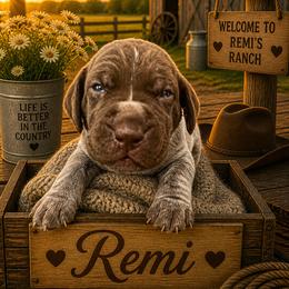 German Shorthaired Pointer Puppies from Lisa’s GSP’s