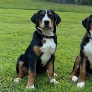 Dilute Retrievers, Greater Swiss Mountain Dogs, and Labrador Retrievers from Rolling Hills Ranch and Kennels LLC