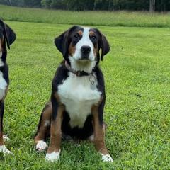 Dilute Retrievers, Greater Swiss Mountain Dogs, and Labrador Retrievers from Rolling Hills Ranch and Kennels LLC