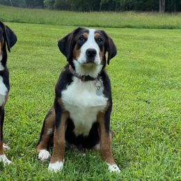 Dilute Retrievers, Greater Swiss Mountain Dogs, and Labrador Retrievers from Rolling Hills Ranch and Kennels LLC