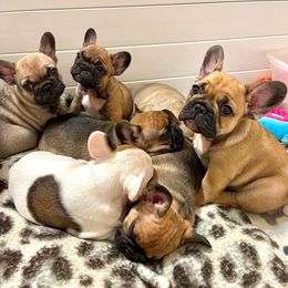 French Bulldog Puppies from Von Bales French Bulldogs