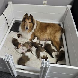 Collie puppies from Rimma's Collies