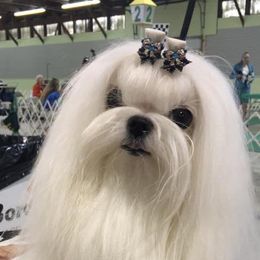 Maltese from Barbara Cuttell
