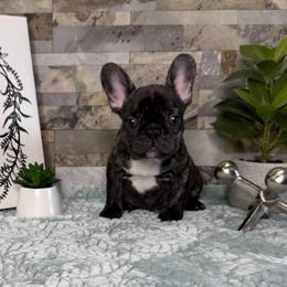 Brindle Boy - Brindle male French Bulldog puppy in Sterling Heights, Michigan from Freshwater Frenchies