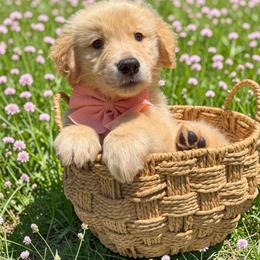 Girl 3 - Light golden female Golden Retriever puppy in Plant City, Florida from All shades Golden
