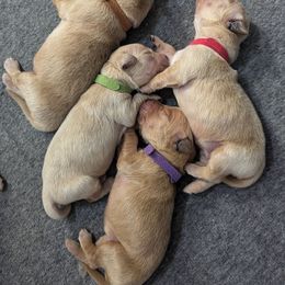 Red - Golden male Golden Retriever puppy in Troy, Texas from R&R Goldens