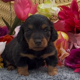 Olivia - Black and tan female Dachshund puppy in Desloge, Missouri from Snows Doxies