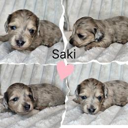 Saki - Dapple female Dachshund puppy in Lakeland, Florida from Buckwild Doxies