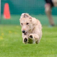 Lurchers and Salukis from Ashir Kennels