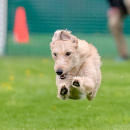 Lurchers and Salukis from Ashir Kennels