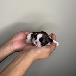 CKC blue Male - Gold and white male Shih Tzu puppy in Winston Salem, North Carolina from Shihtzuandoodlenc.LLC