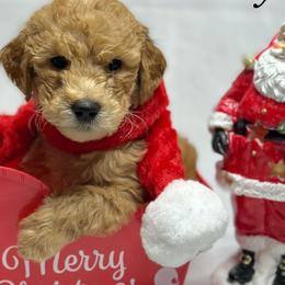 Goldendoodles from Purrfect Doodles