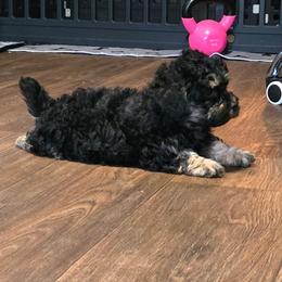 Utah - Phantom male Poodle puppy in Covington, Virginia from A  Gift from above kennel,  LLC