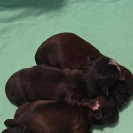 Flash - Red male Shih Tzu puppy in Waynesboro, Pennsylvania from Big Win Shih Tzus