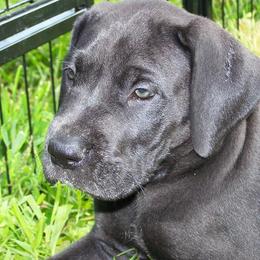 Great Danes from Majestic Merles of Maine