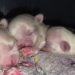 Chihuahua puppies from Precious Paws of Florida - Chihuahuas