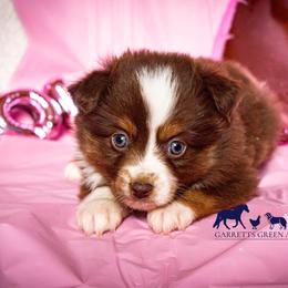 Miniature Australian Shepherds and Toy Australian Shepherds from Garretts Green Acres