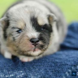 Leo - Merle male Pomsky puppy in Bremen, Indiana from AMS Pomeranians and Pomskies in Indiana