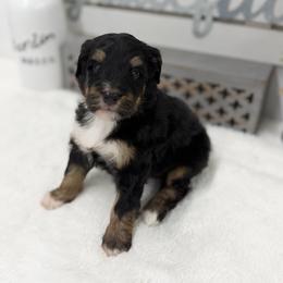 Miss Root Beer - Tri-color female Bernedoodle puppy in Hegins, Pennsylvania from Bubbling Springs Doodles, LLC