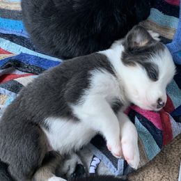 Australian Shepherd Puppies from Sunshine State Australian Shepherds