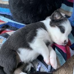 Australian Shepherd Puppies from Sunshine State Australian Shepherds