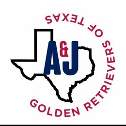 Green - Dark golden Golden Retriever puppy in Damon, Texas from A & J Golden Retrievers of Texas