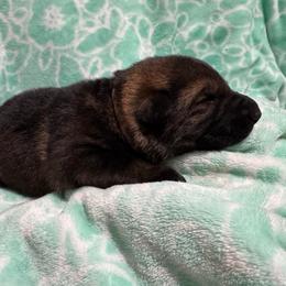 Skittles - Sable female German Shepherd puppy in Salem, Virginia from Vom Kylohaus German Shepherds