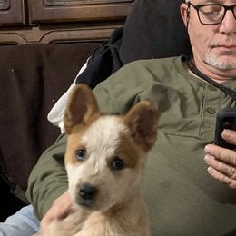 Australian Cattle Dog Puppies from Rising J Cattle Dogs