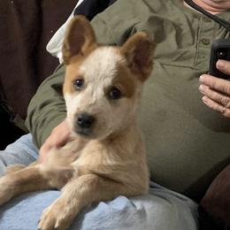 Australian Cattle Dog Puppies from Rising J Cattle Dogs