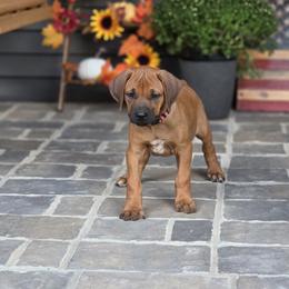 Joy - Rd whtn blk nose female Rhodesian Ridgeback puppy in Gaffney, South Carolina from Circle D Farms